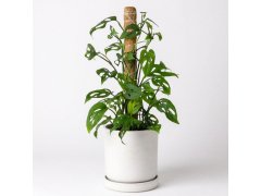 Opora pro popínavé rostliny 5