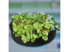 Textilní záhon 50 l, 60 x 20 cm 6