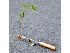 Vypichovač plevele s&nbsp;kolébkou a&nbsp;dřevěnou rukojetí 7